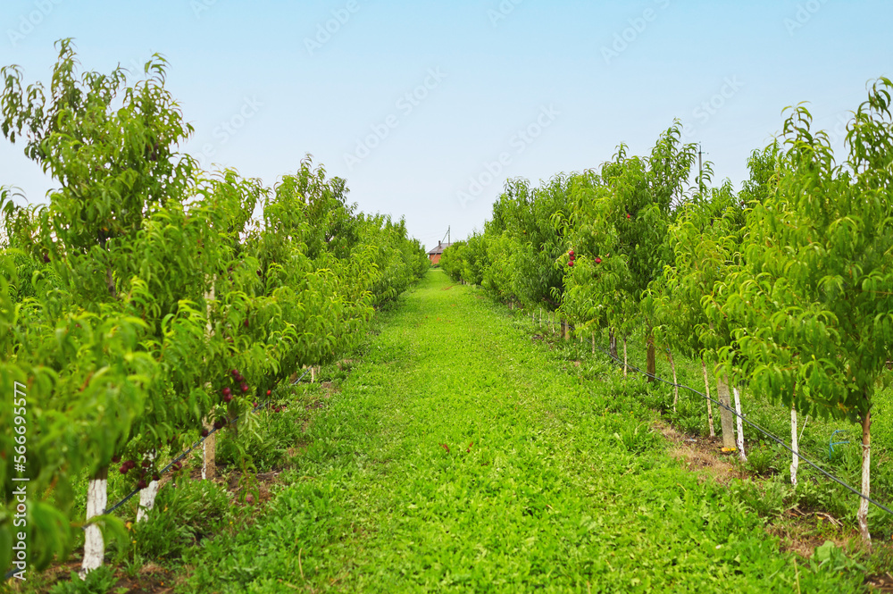 lot rows of peach trees on a farm or in an orchard against a background of greenery and sky