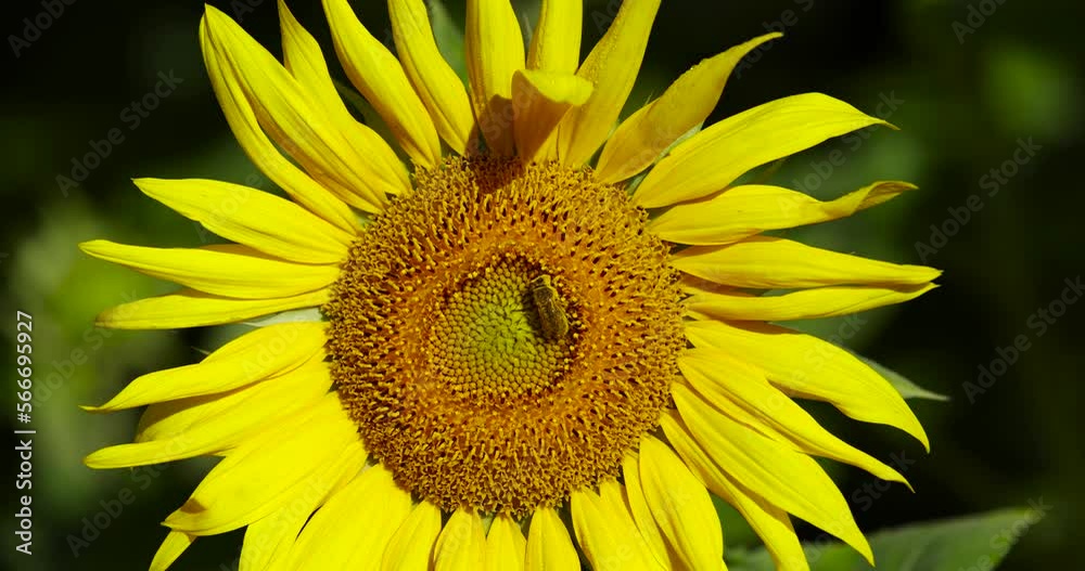 Blooming beautiful sunflowers in the summer, a field with beautiful yellow sunflower flowers close-up Blooming beautiful sunflowers in the summer, a field with beautiful yellow sunflower flowers close-up