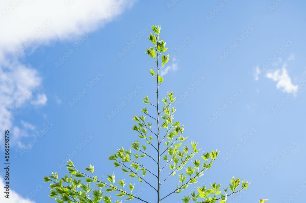 Obraz premium 青空と青葉