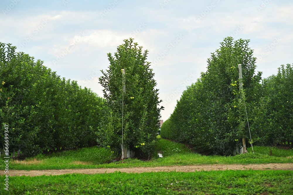 rows of apple trees in an apple orchard on a background of green grass and sky.