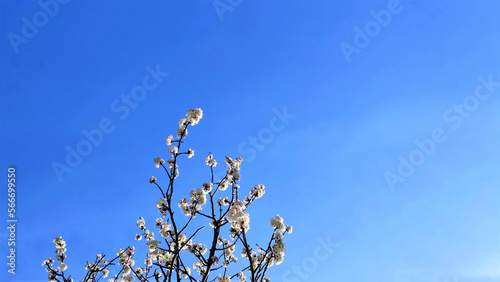 spring blooming sakura on blue sky background. copy space