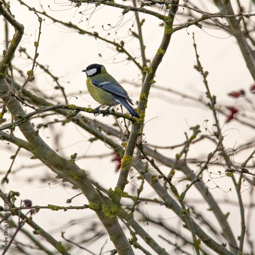 small great tit (Parus major) sitting on a bush with blured background small great tit (Parus major) sitting on a bush with blured background