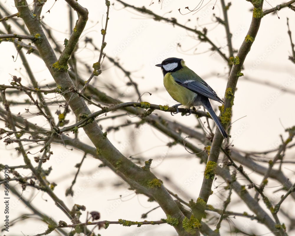 small great tit (Parus major) sitting on a bush with blured background 