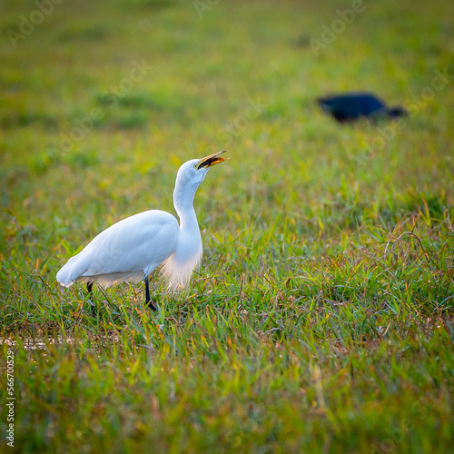 Bird and Wildlife photography 