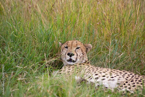 Photography Wild cute cheetah chilling in the grass in Masai Mara National Reserve, Kenya