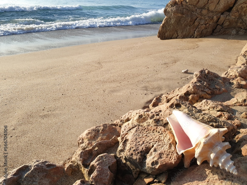 The beach and the seashell. Vertical photo with copy space The beach and the seashell. Vertical photo with copy space