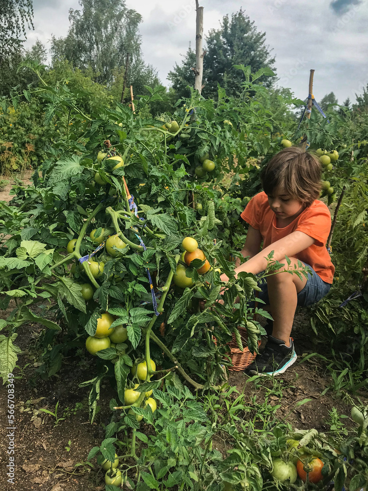 Obraz na płótnie Chłopiec we wiosennym ogrodzie zbierający świeże owoce i warzywa, buraki, pomidory  i maliny w salonie
