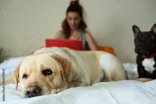 Relaxing lab and bulldog on bed with their owner. Close-up of golden retriever resting on bed beside black and white french bulldog against red-haired unfocused girl with laptop.