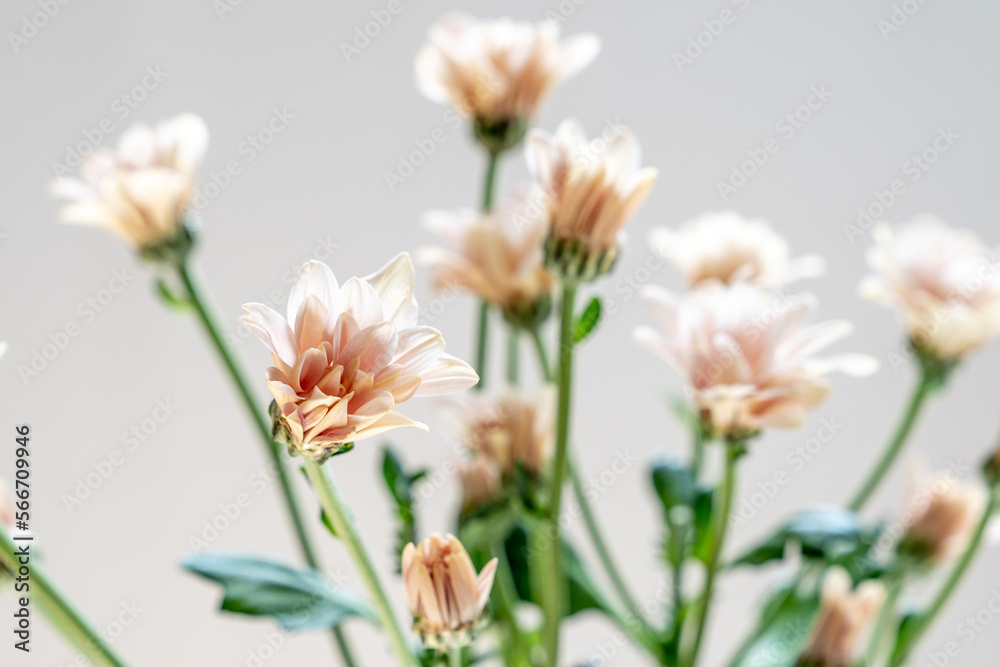 Chrysanthemum with beautiful pale pink petals Chrysanthemum with beautiful pale pink petals