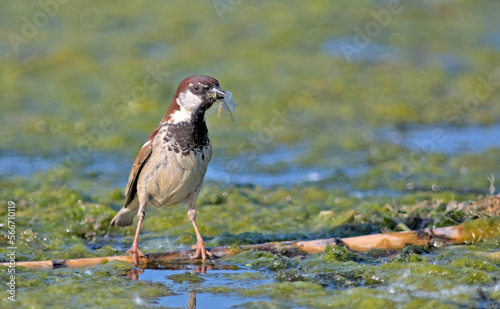 Italian Sparrow - Passer italiae  Crete