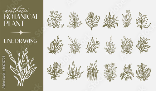 Botanical Plant Flower Monoline Line Art Line Drawing. Universal creative premium symbol. Vector illustration. Creative Minimal design template
