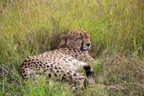 Canvas Print Wild cute cheetah chilling in the grass in Masai Mara National Reserve, Kenya