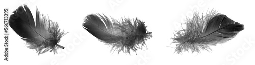 black goose feather on a white isolated background