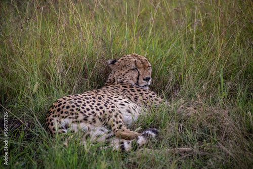 Wild cute cheetah chilling in the grass in Masai Mara National Reserve  Kenya