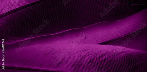 Violet feather pigeon macro photo. texture or background