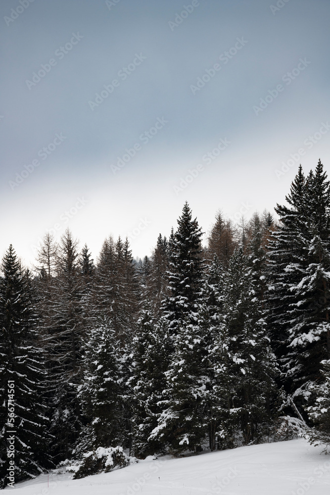 A Majestic Snow-Covered Forest Amidst a Serene Cloudy Day with copy space