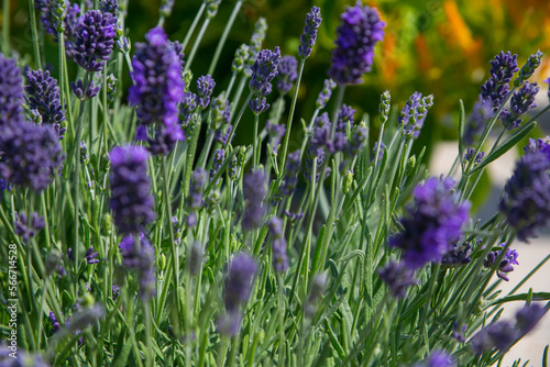 lavender field in region
