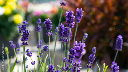 lavender flowers in the garden