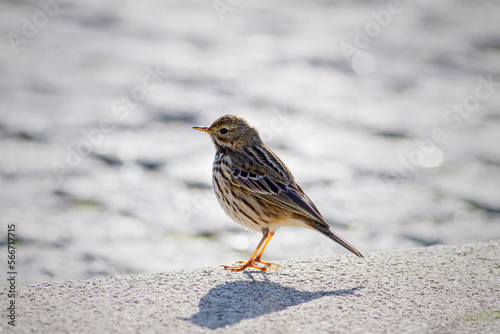 Soft backlit pipit near the sea