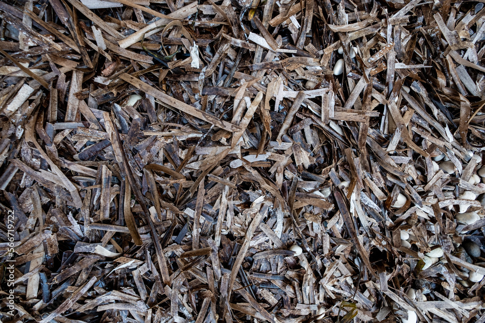 close up of dried seaweed close up of dried seaweed