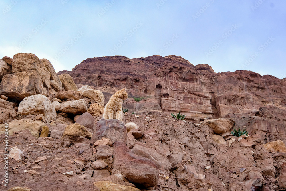 Fototapeta premium golden cat sitting on rocks in Petra, Jordan