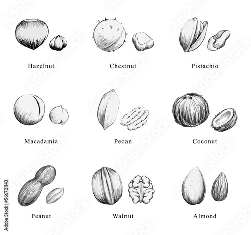 Hand Drow Nuts Set Vector Art.