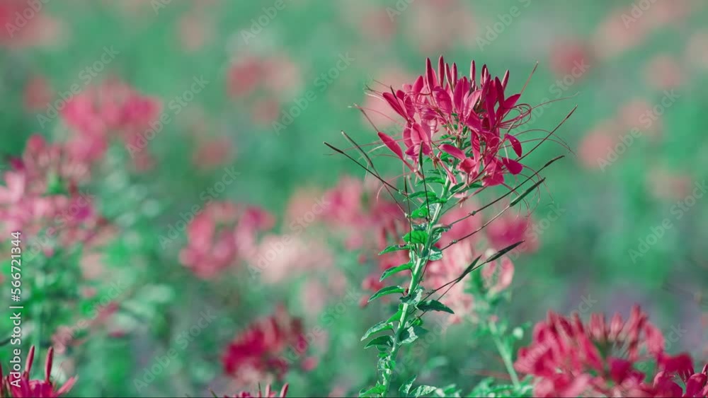 Beautiful fantasy color spider flowers blossom and swaying at the gardenin Beautiful fantasy color spider flowers blossom and swaying at the gardenin
