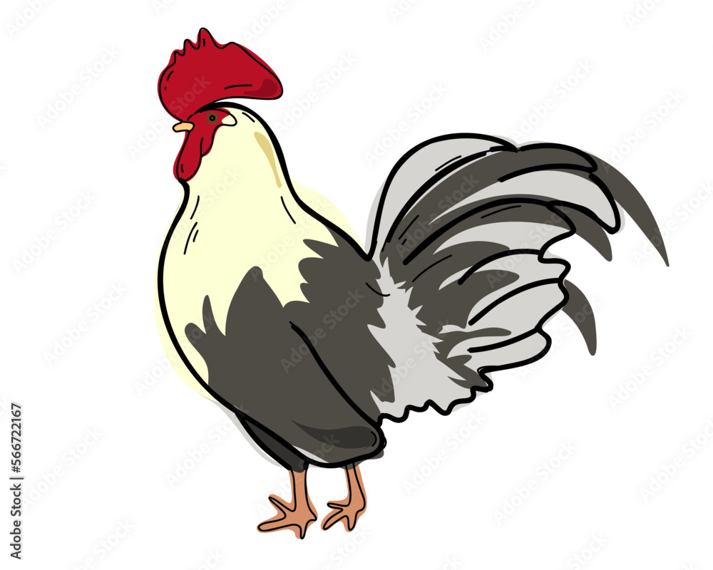 Fototapeta premium Rooster isolated on white background, doodle vector illustration