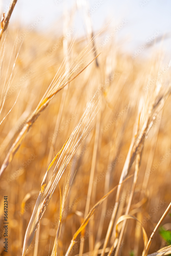 Fototapeta premium Wheat field on a sunny day. Grain farming, ears of wheat close-up. Agriculture, growing food products.
