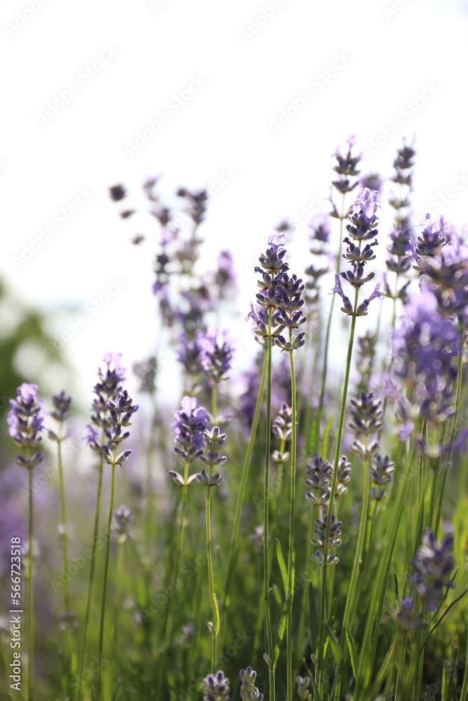 Obraz premium Beautiful blooming lavender field on summer day, closeup