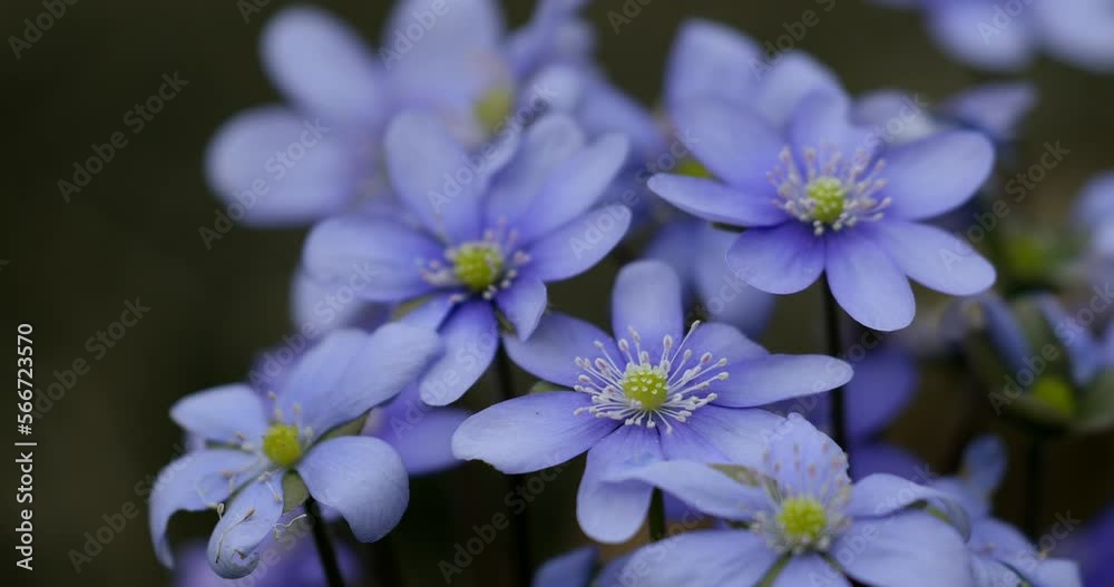 Liverwort Blooming Blue Hepatica Flower in Wild Nature. Spring Time. Hepatica Nobilis Liverwort Blooming Blue Hepatica Flower in Wild Nature. Spring Time. Hepatica Nobilis