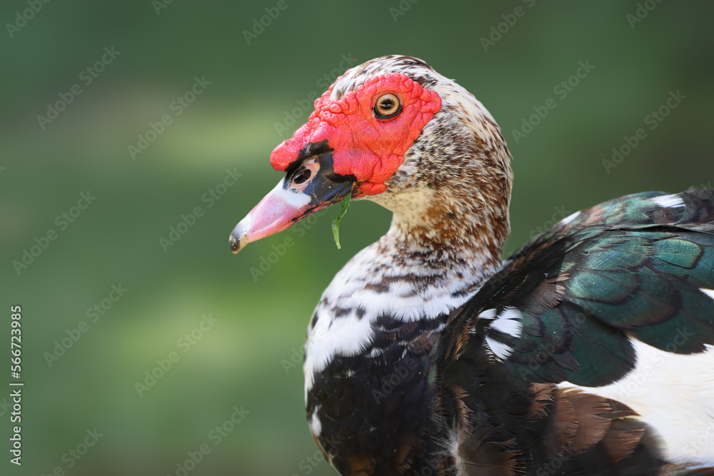 Muscovy duck. Close-up of Cairina moschata duck. Tropical water bird. Muscovy duck. Close-up of Cairina moschata duck. Tropical water bird.