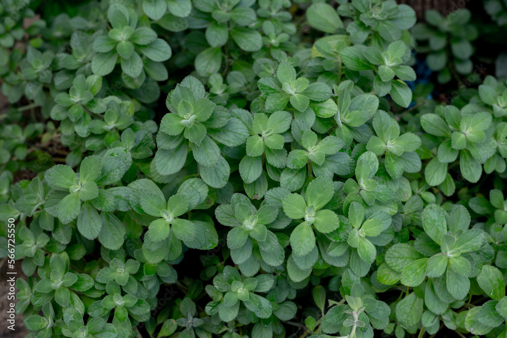 green plants background, close up