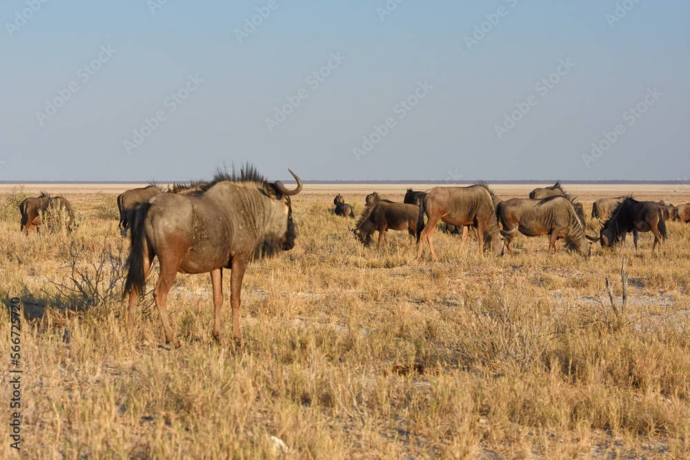 Eine Herde Gnus weidet in den Grasflächen des Etoscha Nationalparks. Eine Herde Gnus weidet in den Grasflächen des Etoscha Nationalparks.