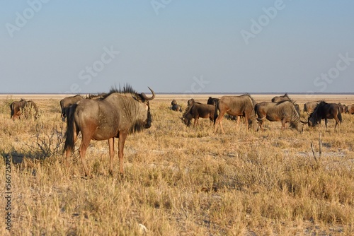 Eine Herde Gnus weidet in den Grasflächen des Etoscha Nationalparks.