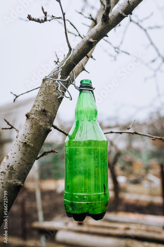 A green plastic bottle trap for catching insect pests with a sticky liquid inside hangs on a tree branch. Closeup photo, gardening idea concept.