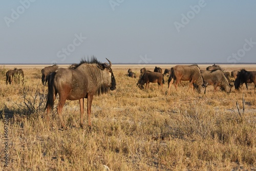 Fototapeta Naklejka Na Ścianę i Meble -  Eine Herde Gnus weidet in den Grasflächen des Etoscha Nationalparks.