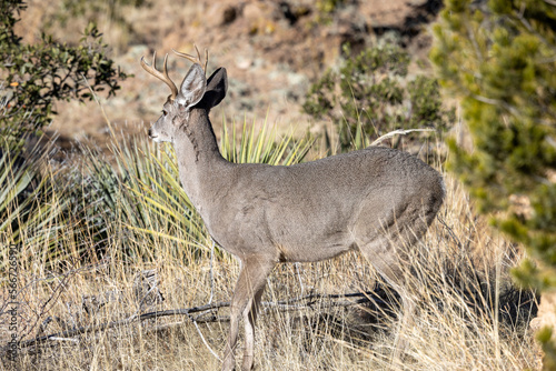 Fototapeta Naklejka Na Ścianę i Meble -  Coues Whitetail Deer Buck in the Chiricahua Mountains Arizona