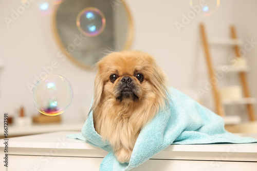 Cute Pekingese dog with towel and bubbles in bathroom. Pet hygiene
