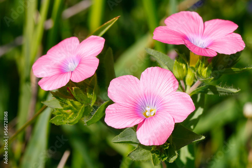 Pink flowers of Linum pubescens, the hairy pink flax in a wild. Herbaceous flowering plant in the genus Linum native to the east Mediterranean region. The plant is annual blooms in the spring