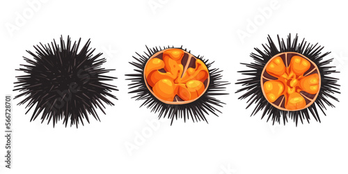Sea urchin Japan isolated on white background, vector illustration