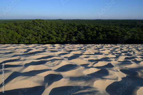 sand dunes in park and forest