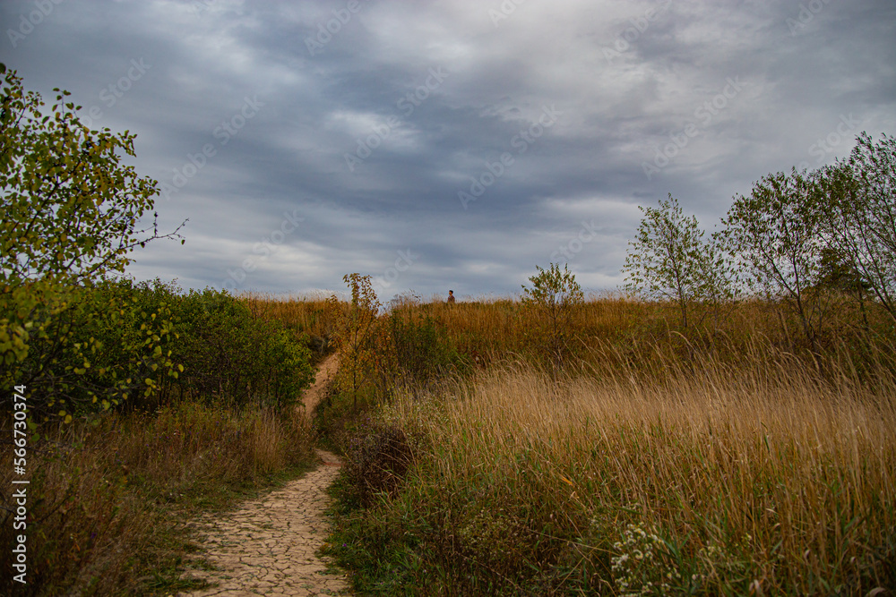 Chinese silver grass and forest in Toronto, Canada Chinese silver grass and forest in Toronto, Canada