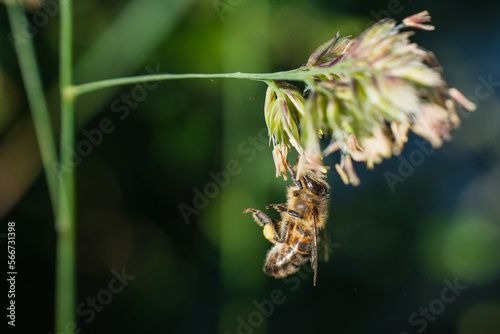 abeille butinant du pollen sur une graminée éclairée par la lumière du jour