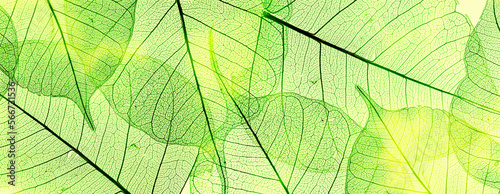 green leaves in the detail