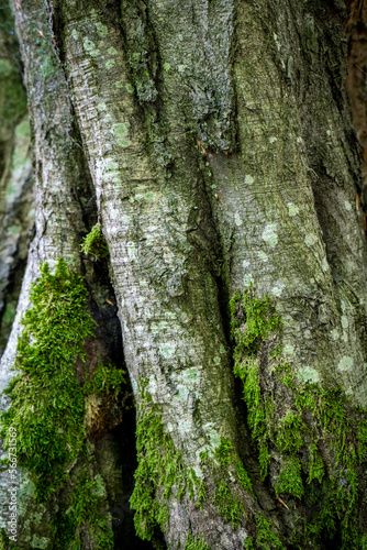 Gros plan d'un tronc d'arbre noueux avec de la mousse et peu d'écorce