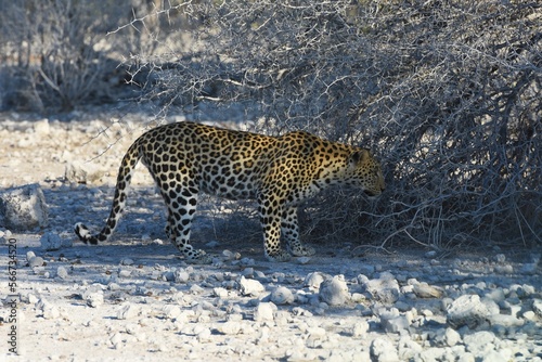 Leopard (panthera pardus) in der Nähe des Wasserlochs Klein Namutoni im Etoscha Nationalpark in Namibia. 
