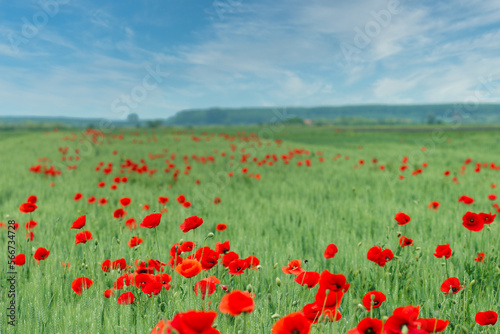 Poppies flower meadow spring season nature background