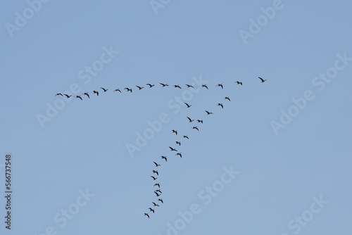 Flock of birds flying in a V formation against a clear blue sky