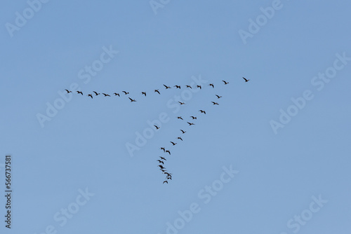 Flock of birds flying in a V formation against a clear blue sky
